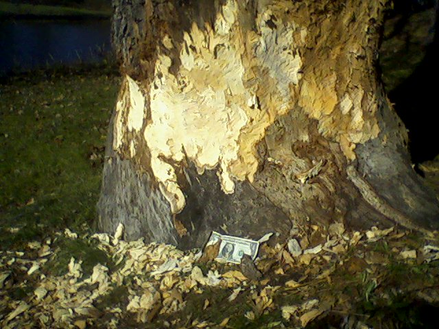 Beaver work or play.